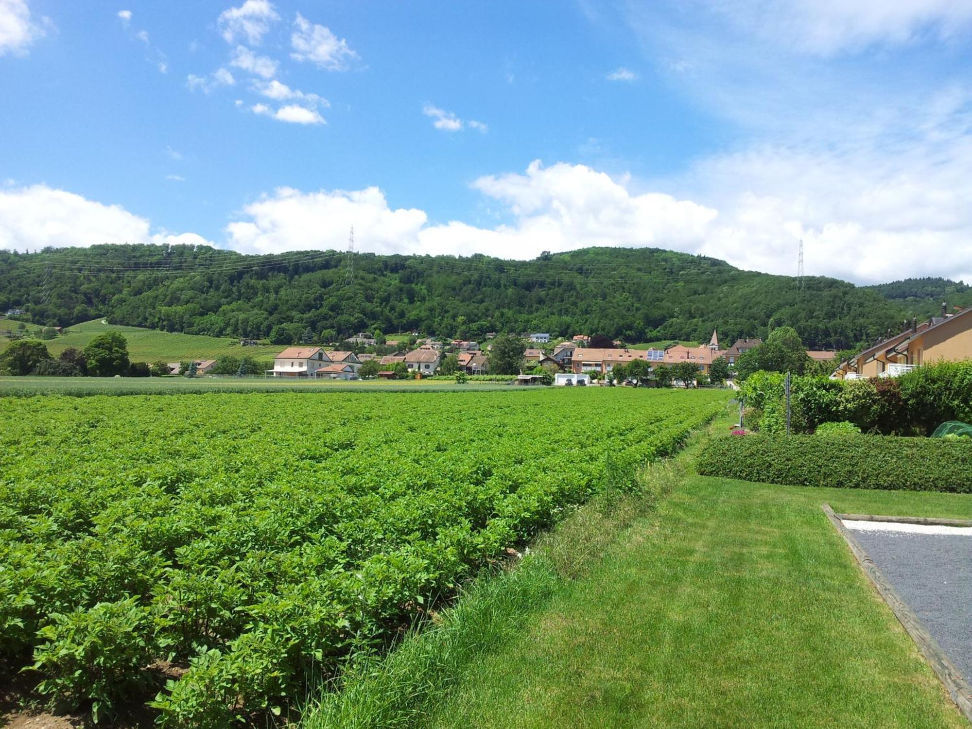 Au Coeur Du Vignoble Sur Bursins Bed & Breakfast Exterior foto