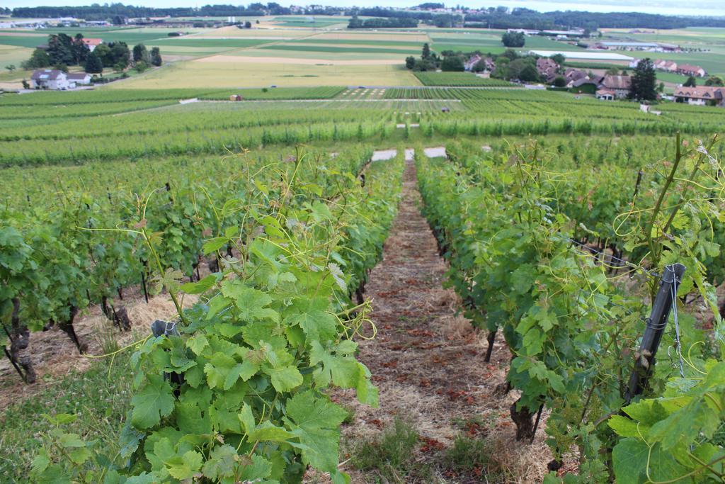 Au Coeur Du Vignoble Sur Bursins Bed & Breakfast Exterior foto